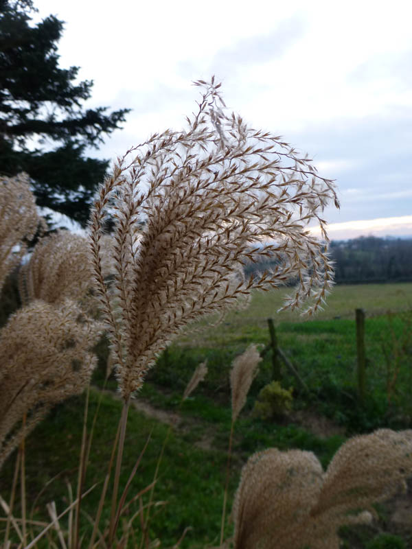 Miscanthus sinensis en fleurs sur les bords de cours d'eau en Asie orientale